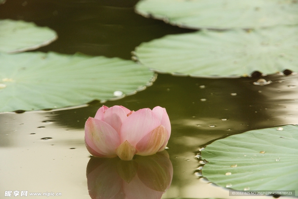 莲花