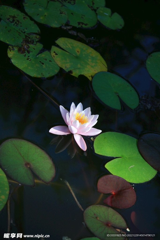 荷花