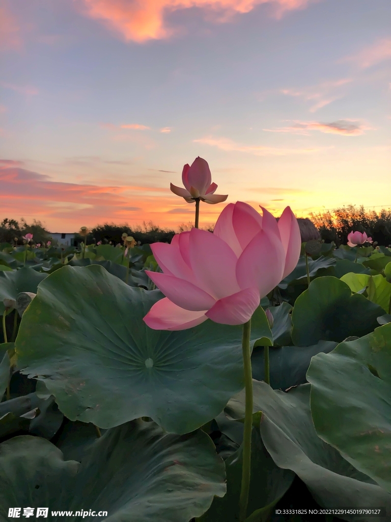 莲花