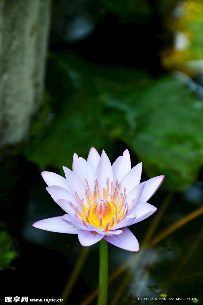 莲花