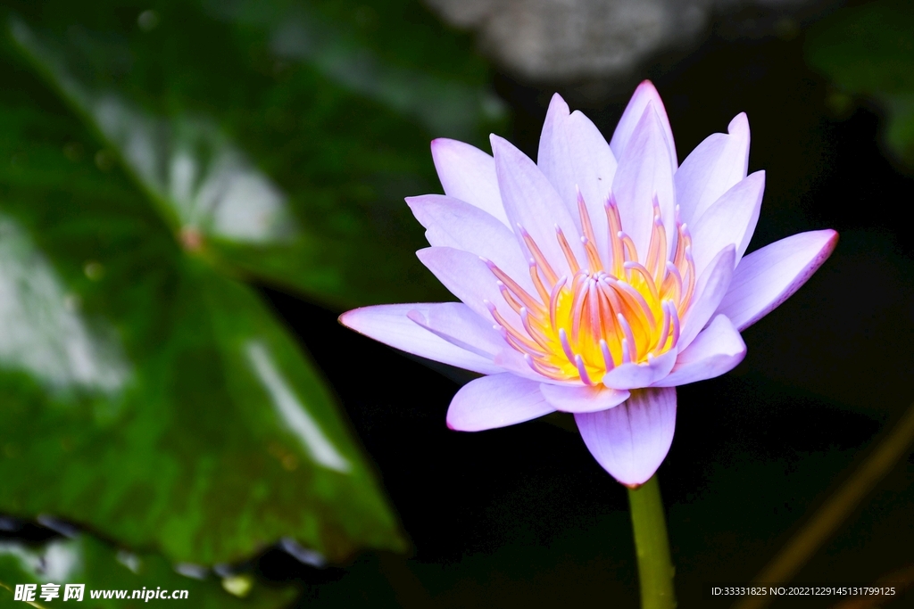 莲花