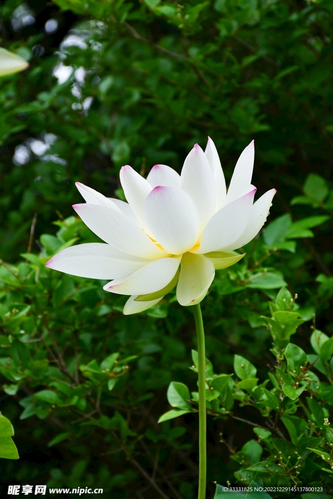 莲花