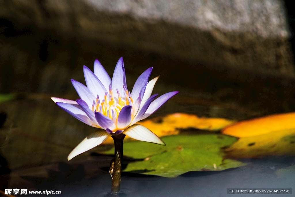 莲花