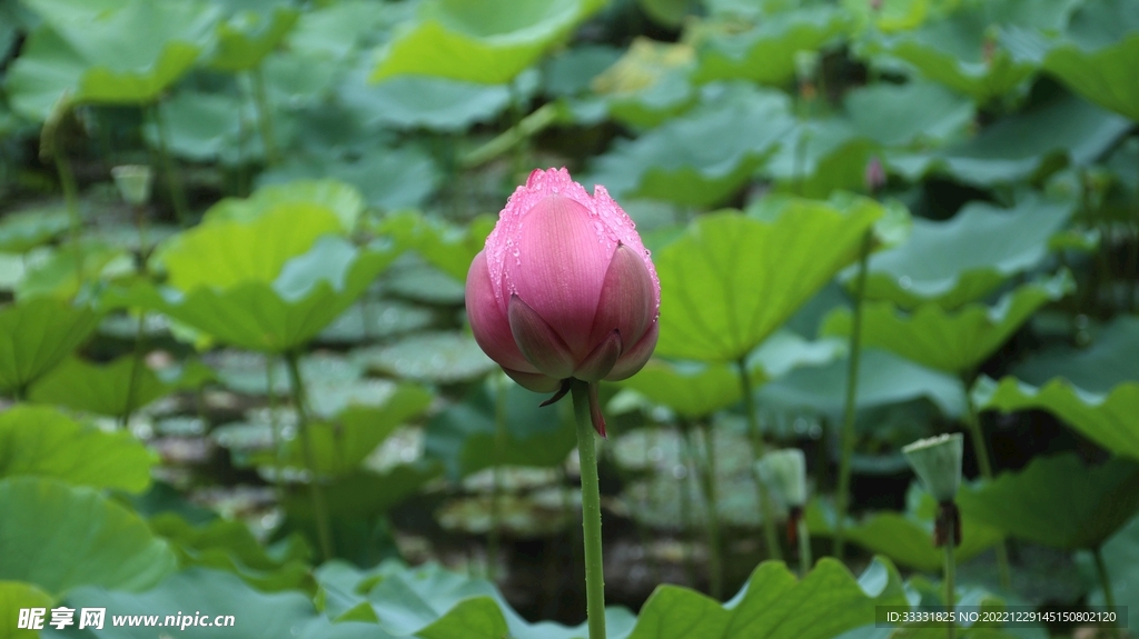 莲花
