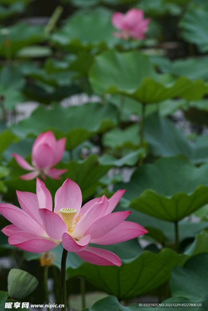 莲花