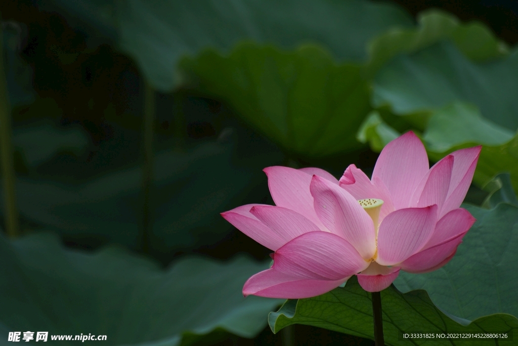 莲花