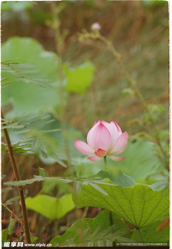 荷花