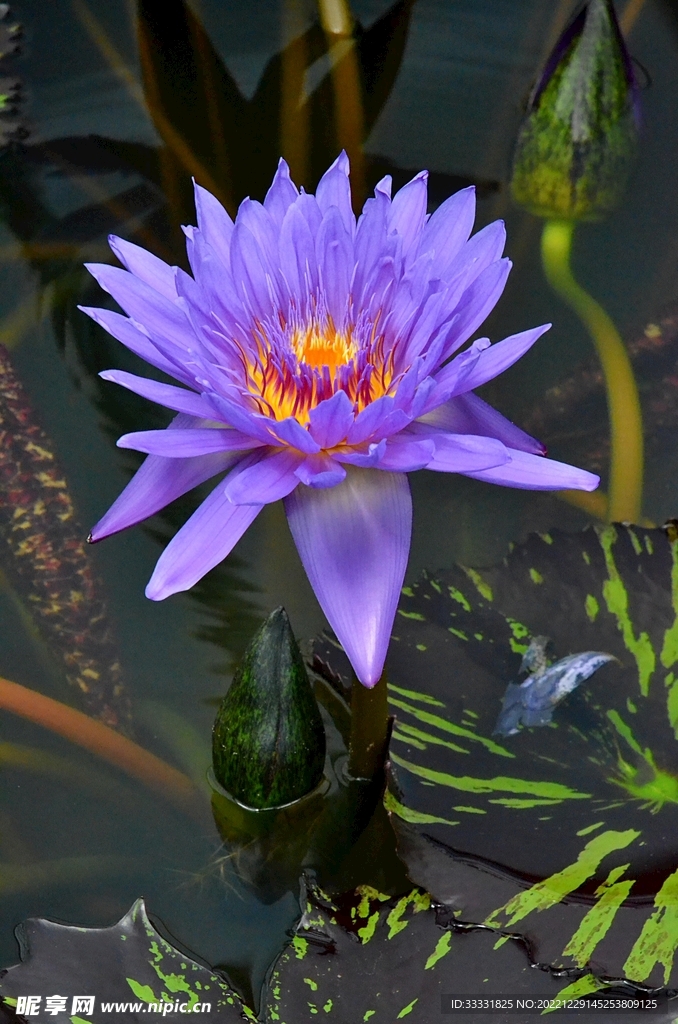 荷花