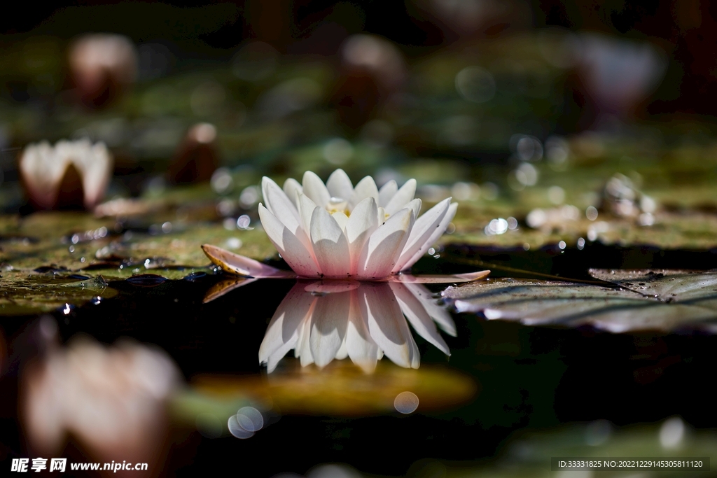 莲花