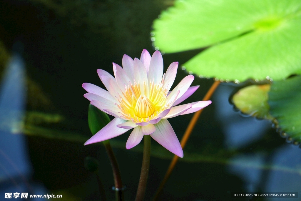 莲花