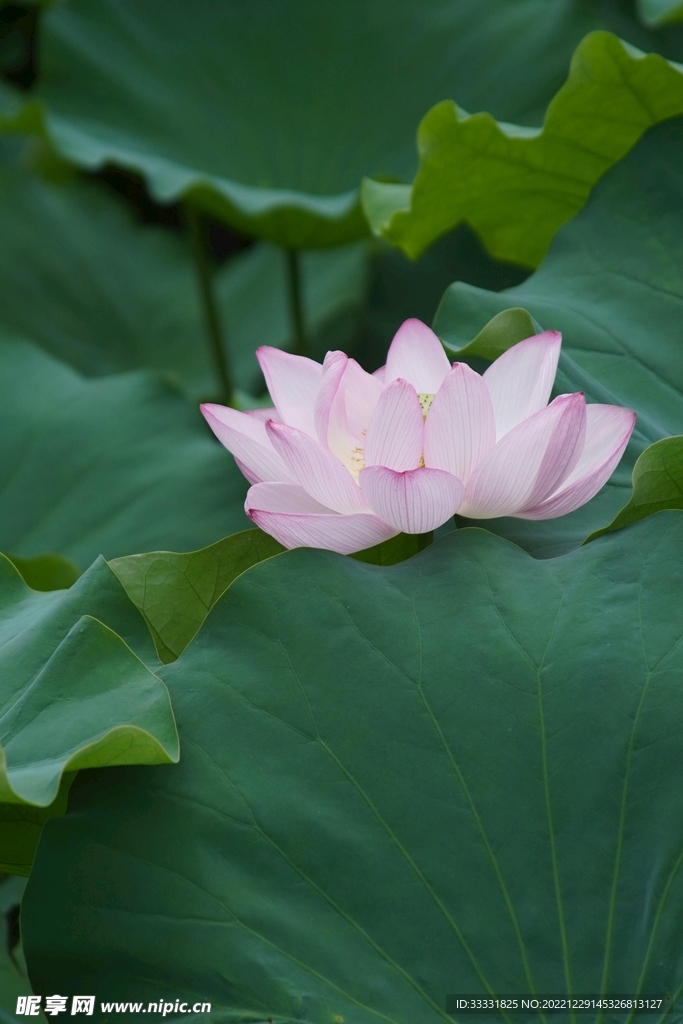 莲花