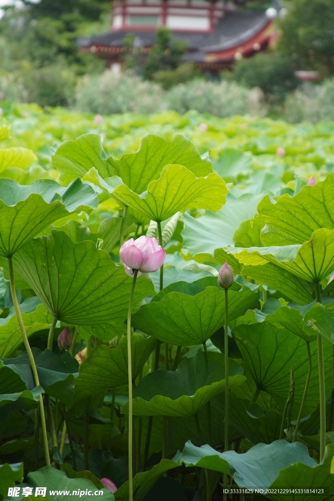 荷花