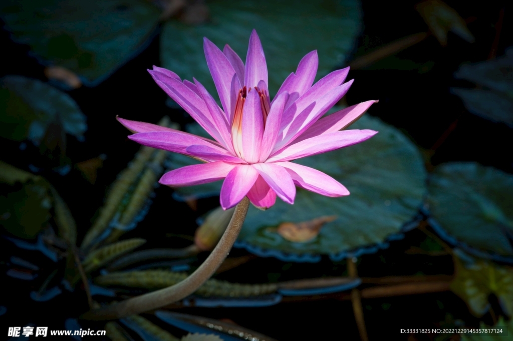 莲花