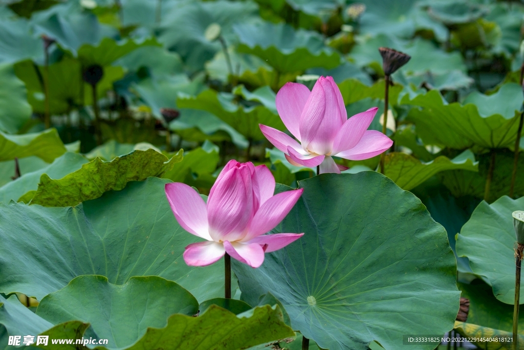 莲花