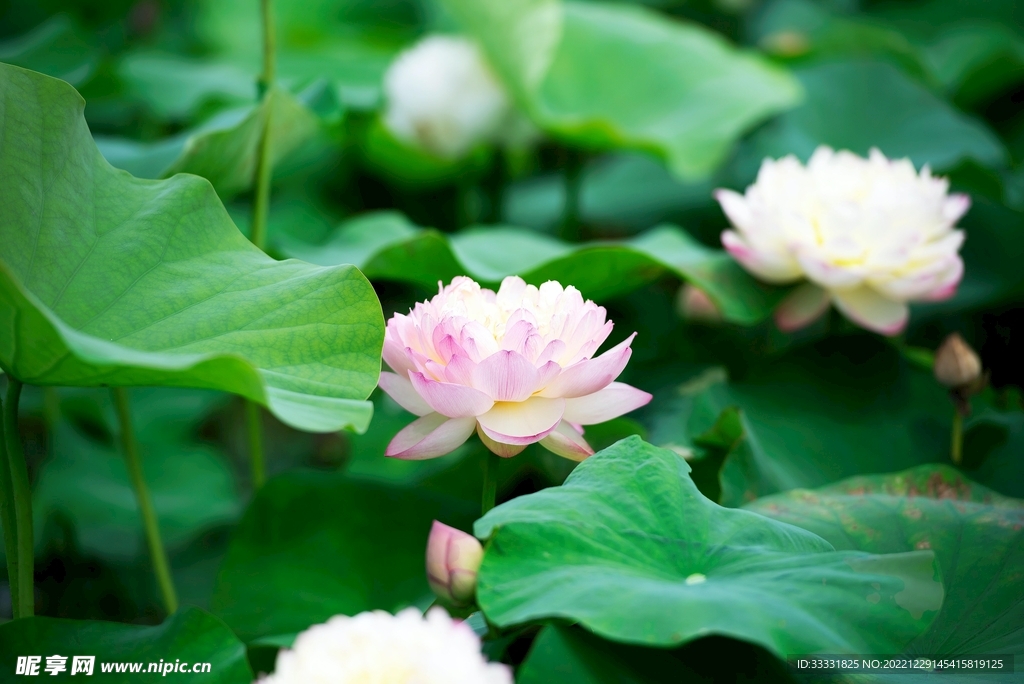 莲花