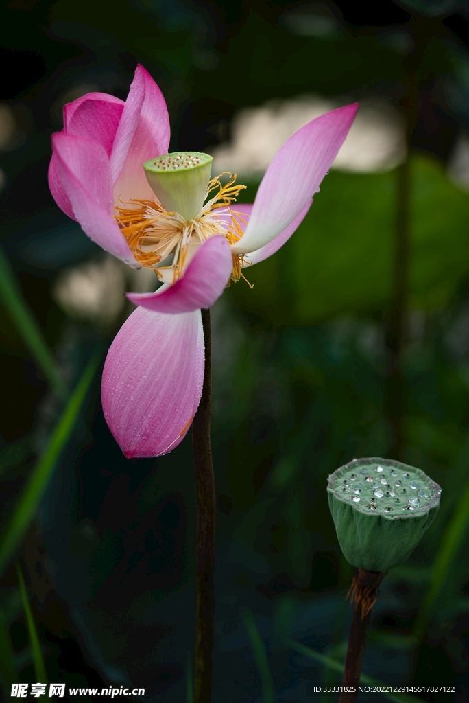 莲花