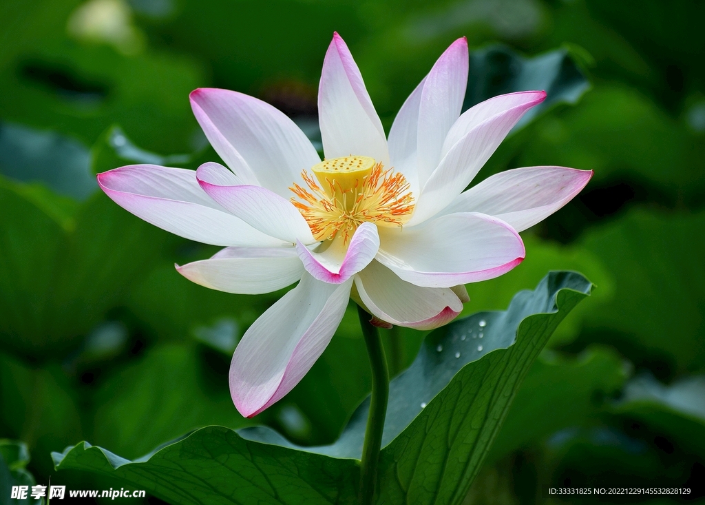 荷花