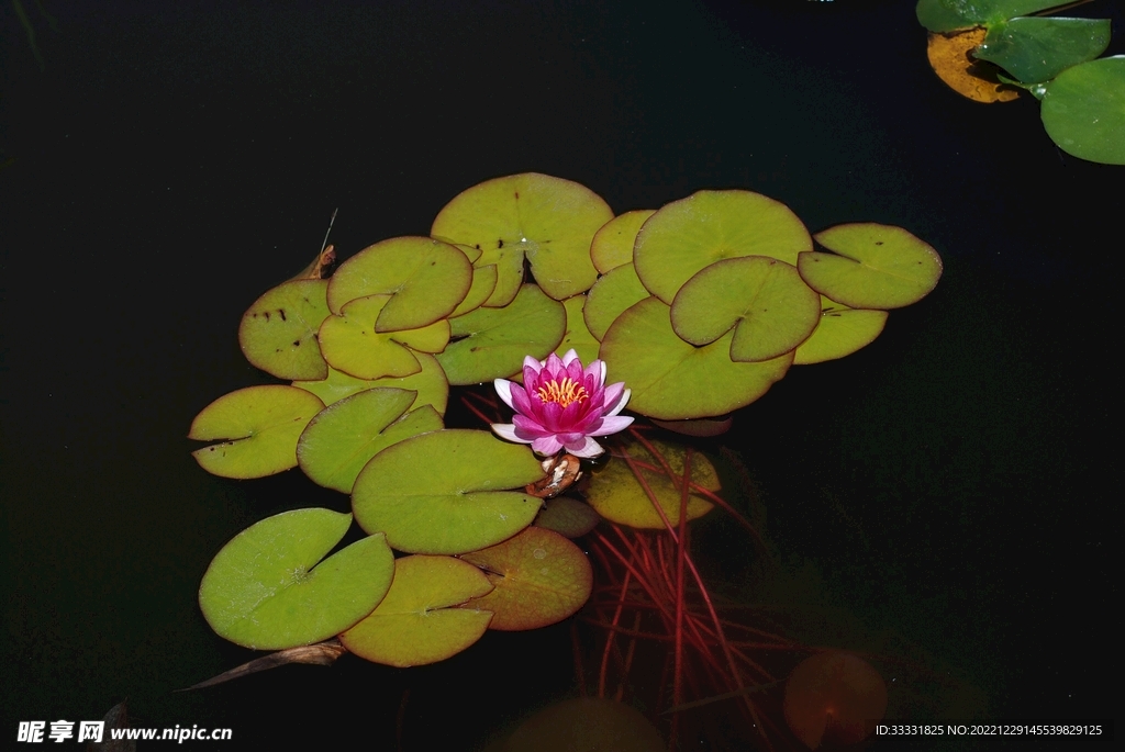 莲花