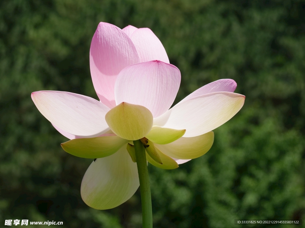 莲花