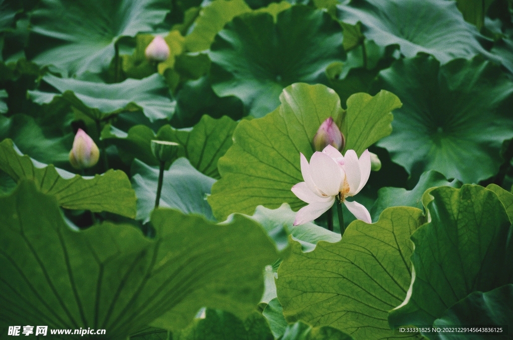 莲花