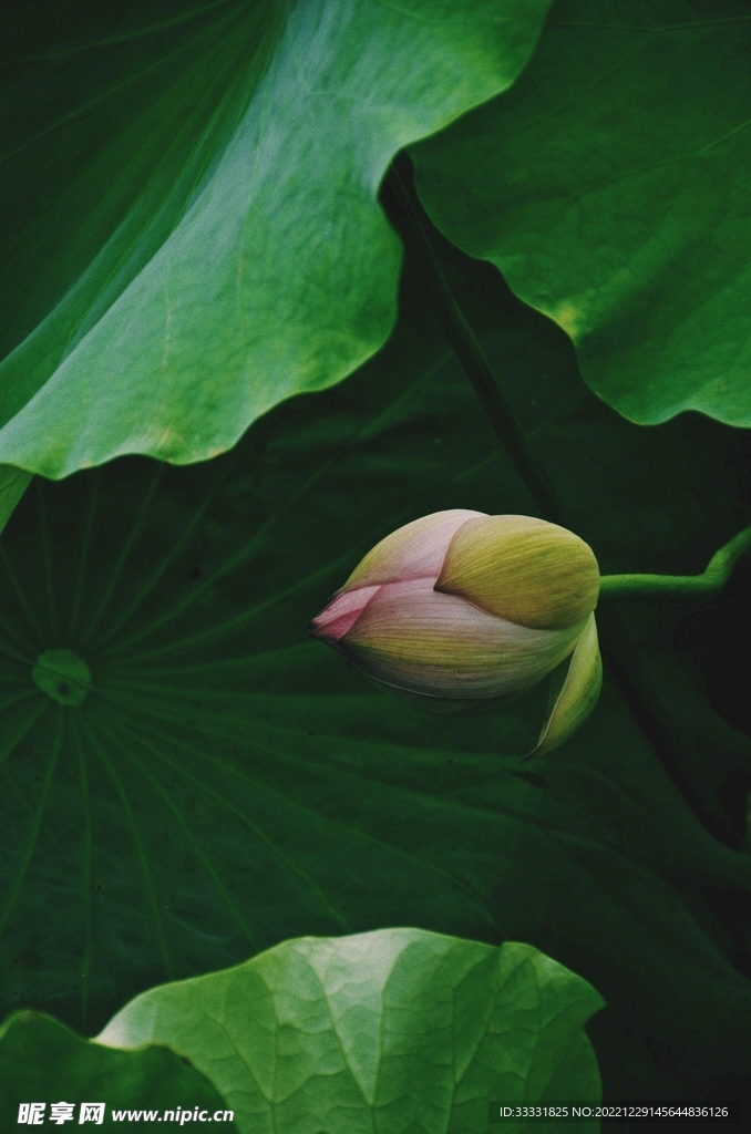 莲花