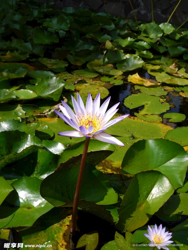 荷花