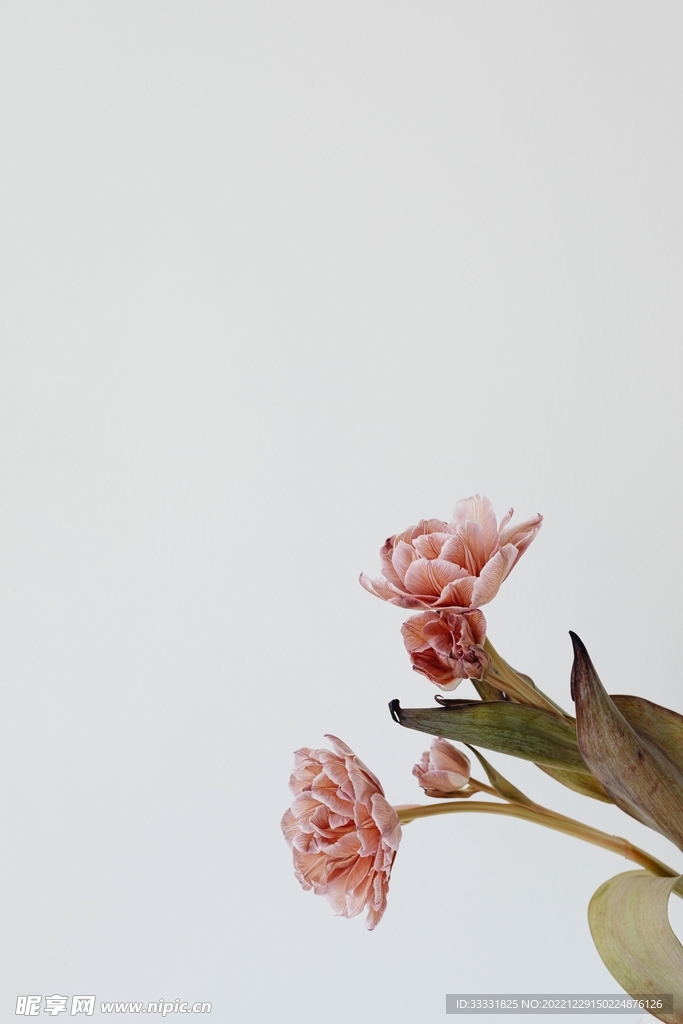 牡丹