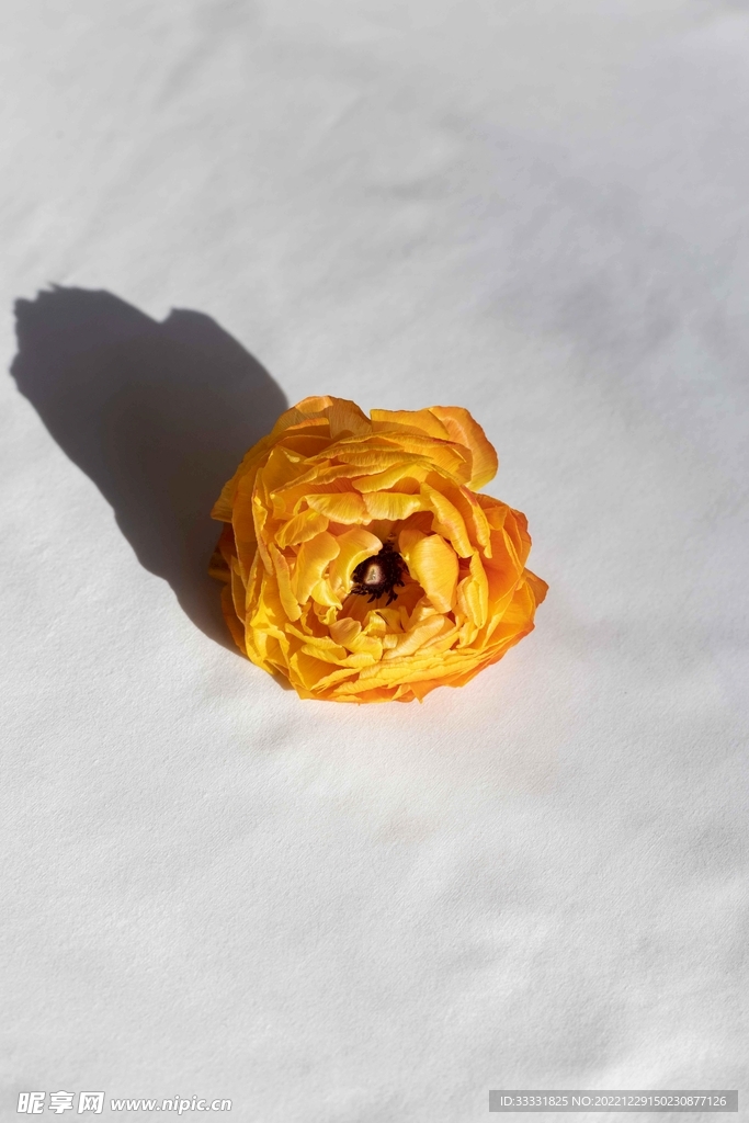 牡丹
