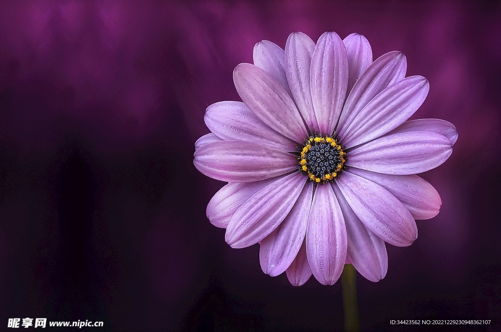 可扣的紫红色花