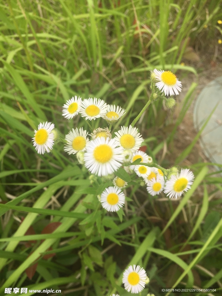 野菊花