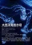 大西洋海刺水母