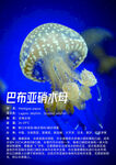 巴布亚硝水母