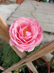 月季花