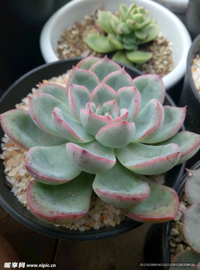 多肉植物