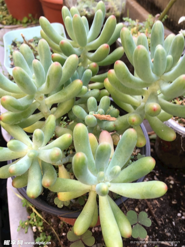 多肉植物