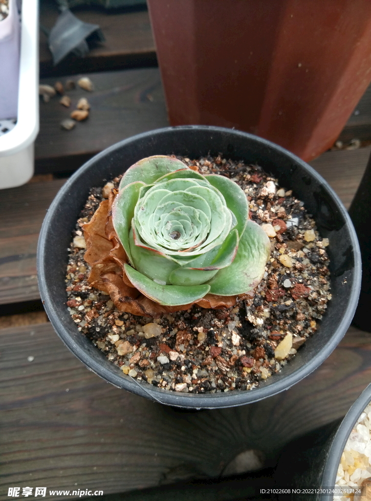 多肉植物