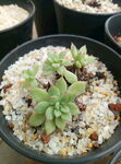多肉植物