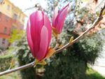 玉兰花