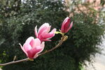 玉兰花