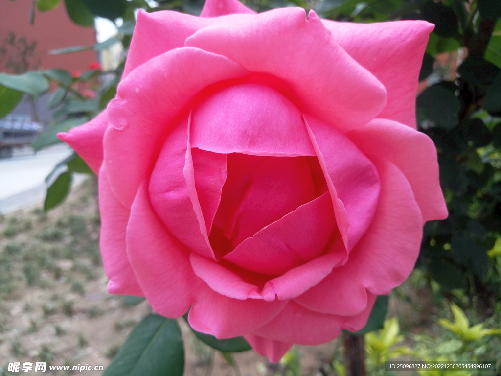 月季花