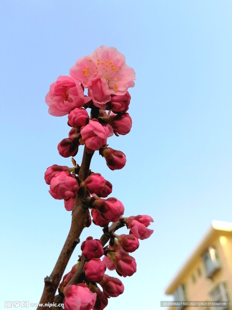 樱花