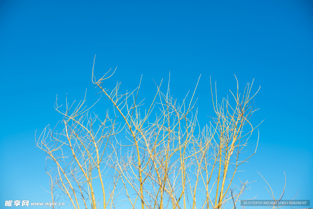 蓝天白云 树木