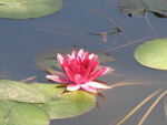 莲花