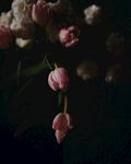 郁金香