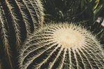 仙人掌