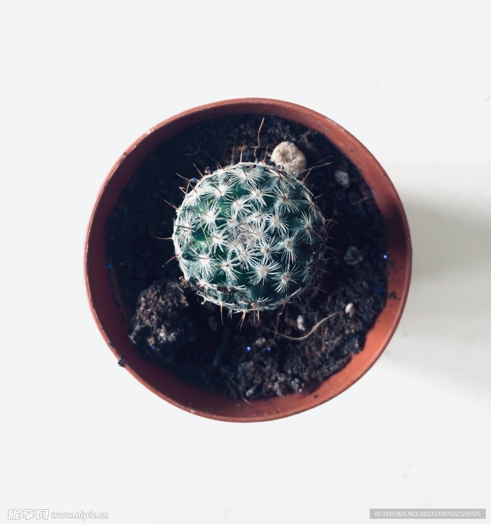 仙人掌