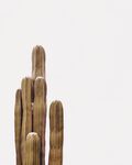 仙人掌