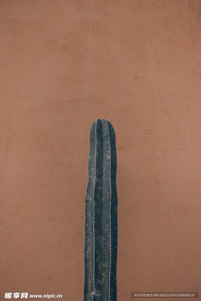 仙人掌