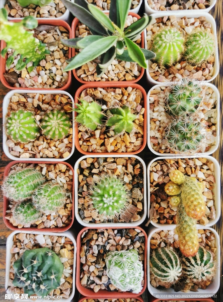 仙人掌