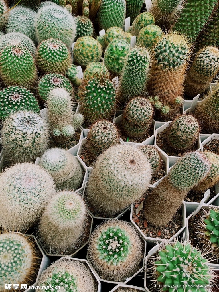 仙人掌